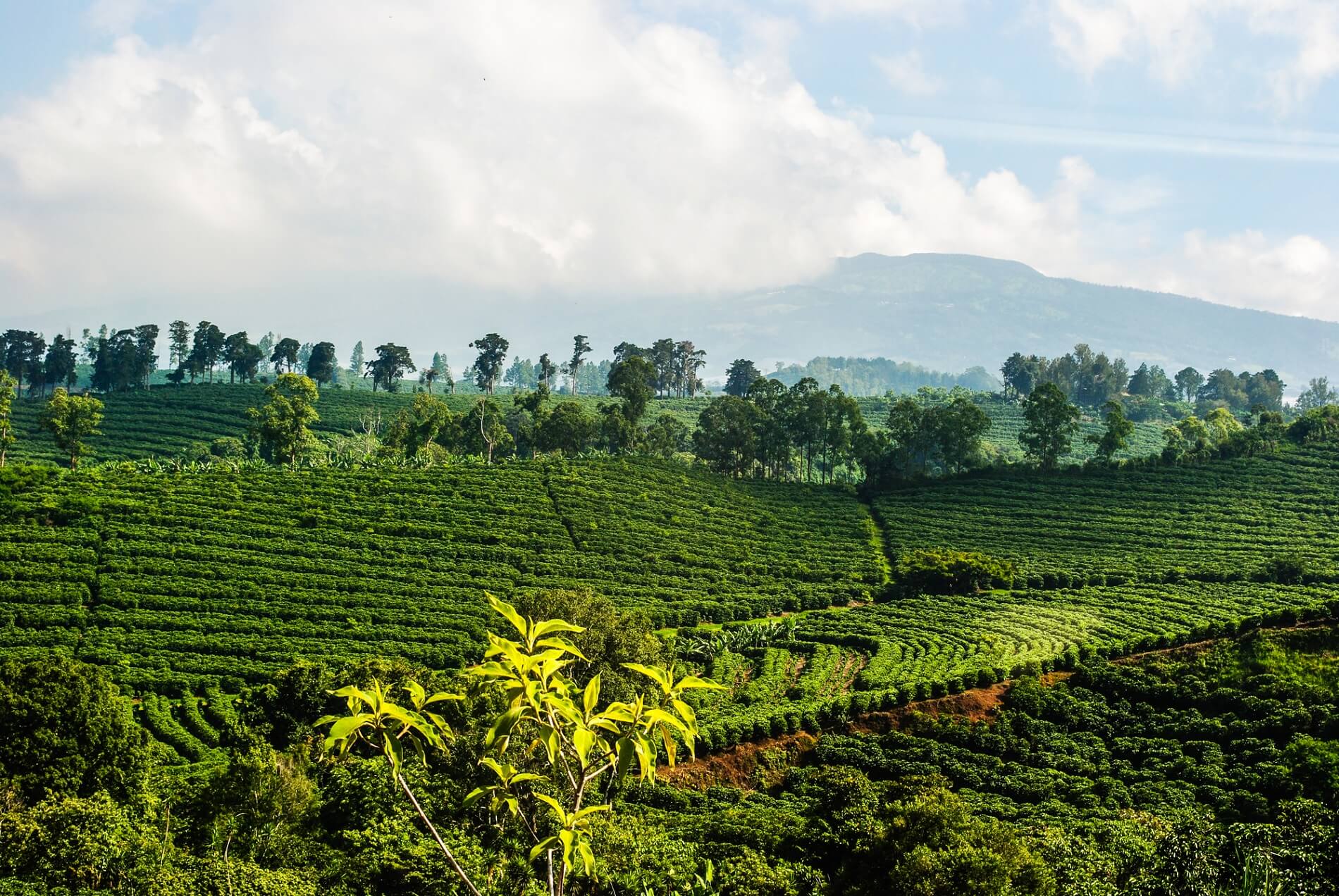 Image of a coffee plantation.